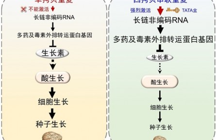 西瓜种子大小调控的全新分子通路被解析