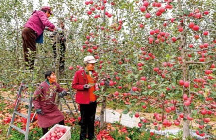 走红的“青苹果”从“白水苹果”看特色产业如何摆脱兴衰“周期率”