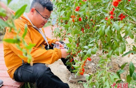 全国“辟谣侠”走进青海乌兰：还原枸杞种植与驼奶生产的真实情况
