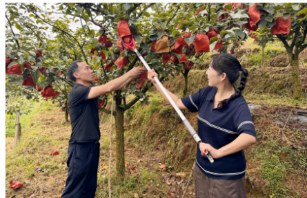 一颗福泉梨，甜了百姓富了乡村