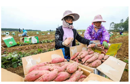 立足资源禀赋打造全产业链  广东遂溪：“薯”光产业蓬勃兴起