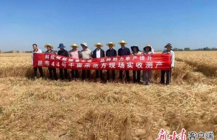 陇春44号”刷新甘肃省小麦千亩连片高产纪录