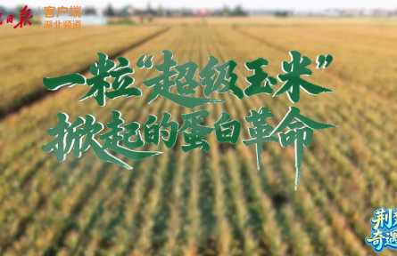 一粒“超级玉米”掀起的蛋白革命