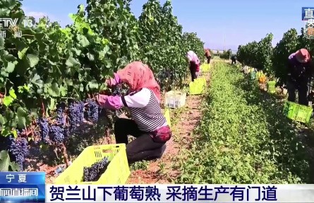宁夏：贺兰山下葡萄熟 采摘生产有门道