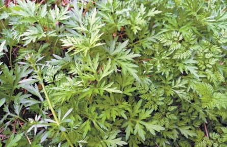 “阿嚏！”秋季花粉过敏怎么办？