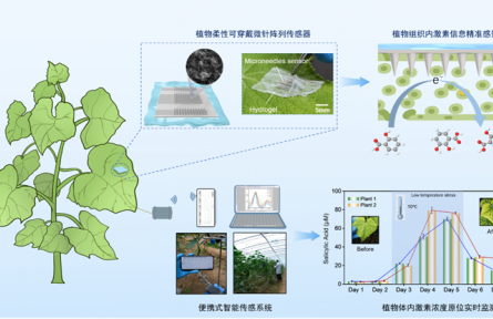 智能柔性传感器实现植物体内激素原位实时监测