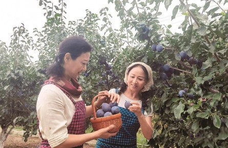 关注|山西太原市尖草坪区南翟村——西梅熟了 果农乐了