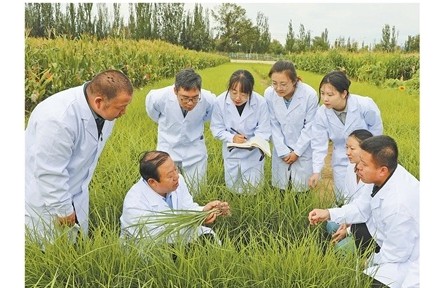 内蒙古农牧业科学院：在田间地头 给土地“治病”