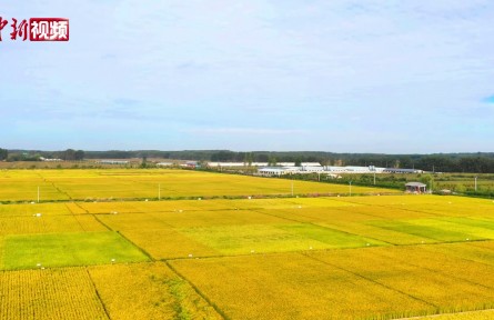 东北水稻 "种子翻身记":从 "日本种" 到 "中国芯"