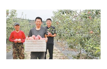 陕西延安市安塞区：“果子一红，心里就甜”