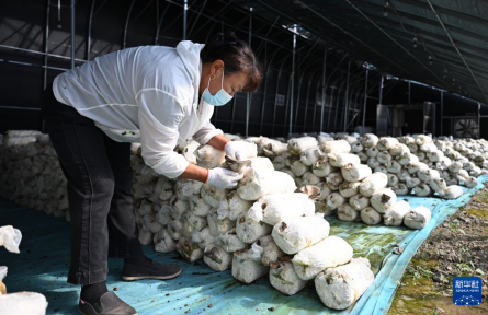 内蒙古乌兰浩特:食用菌产业助农增收促振兴