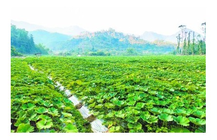 富民“金瓜”香飘乡村振兴路——广州石化精准帮扶助农培育特色产业纪实