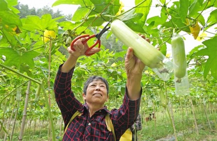 酉阳丁市镇：白玉丝瓜迎丰收 产销两旺助增收