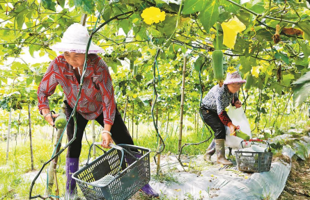 三明明溪:种下台湾菜 铺就增收路