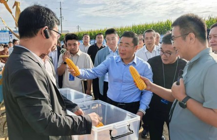 高质量发展调研行丨从10万亩“吨半田”看新疆粮油单产提升路径