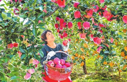 五谷晒中原 沃野绘金秋