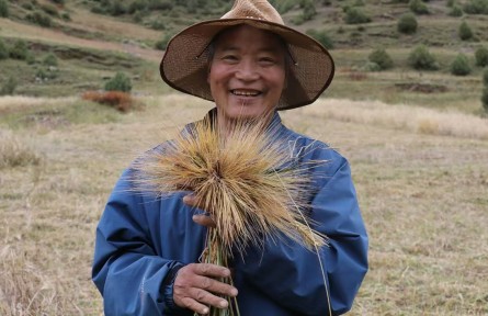 藏北高原种出“黑珍珠”！索县308亩黑青稞藏着致富“粮”方