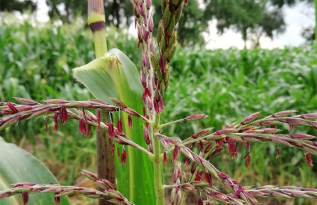 解锁育种新速度!农垦科学院筑牢粮食安全种源根基