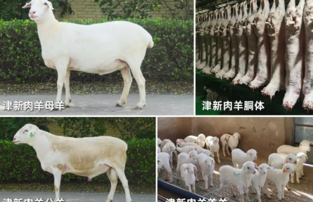 津新肉羊通过国家审定，国产肉羊种源再添跨区域推广新品种