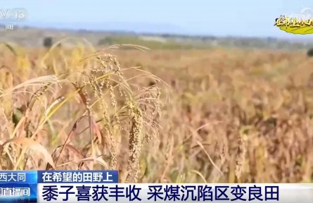 秋收好光景！蔬菜、黍子、南果梨喜获丰收
