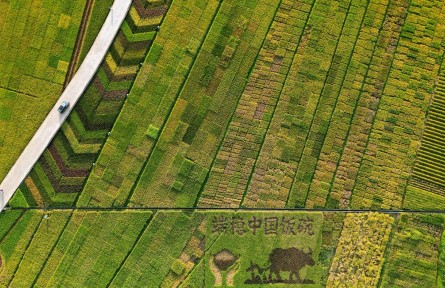云南文山:这片城边彩色稻田 “科技含量”藏不住了