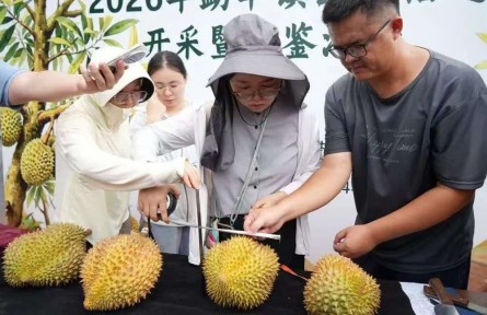 科研攻关结硕果!云南榴莲本土化种植取得重要突破