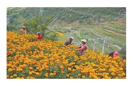 建起古渡新村 种出食药宝库