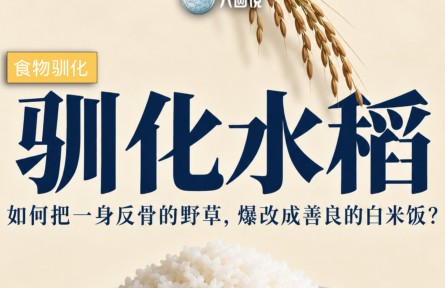 驯化水稻：这是人类与一株野草死磕万年的史诗