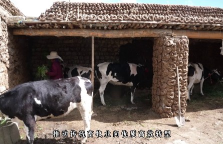 西藏江孜县车仁乡:良种奶牛置换加快 土杂牛三年减半