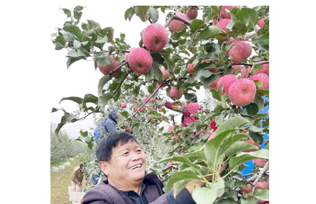 昔日靠天吃饭 今朝以果兴塬 陕西永寿:特色苹果产业书写乡村振兴新答卷