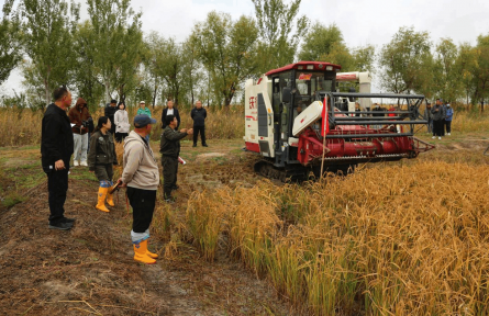 科技赋能苏打盐碱地 寒地稻作再获新突破