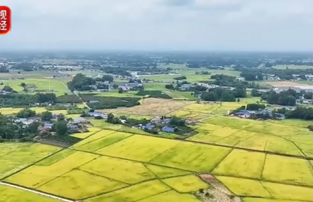 全国秋粮收获有序推进 多举措抢收确保颗粒归仓