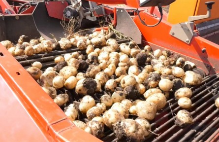 小土豆一天变淀粉！克山农场5.1万亩马铃薯“掘金”
