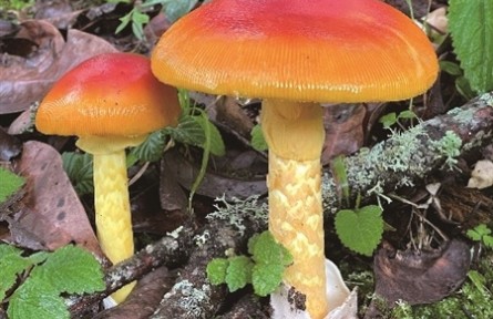 鲜艳的蘑菇一定有毒吗