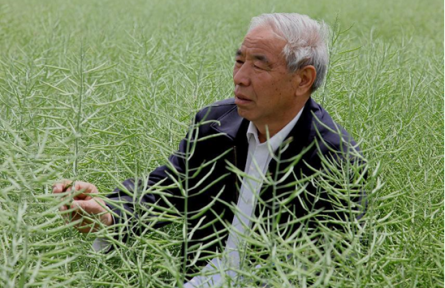 深耕油菜五十余载,攥紧中国“油瓶子”|《杂交油菜育种和栽培文集》重磅面世