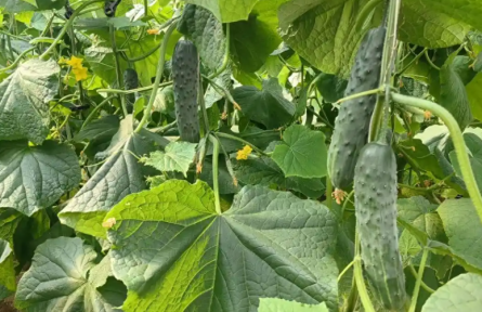 融媒播报｜黄瓜育种用上“国产芯” 青岛研发华南型黄瓜专用5K液相育种芯片V1.0亮相