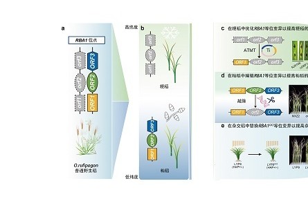 野生稻优异遗传资源挖掘拓展水稻耐冷抗病协同改良新路径