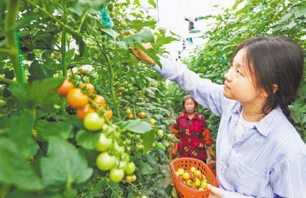 既是蔬菜,又是水果 这些“跨界”新品种为何越来越火