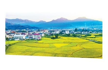 法治护田，全方位夯实粮食安全根基