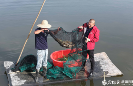 【援疆视点】盐碱滩养出海鲜香