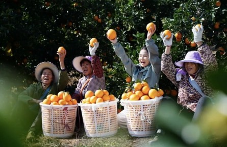 大学生品牌推荐官2026公益行|品牌手记㉗ :探寻“世界橙乡”的进阶密码