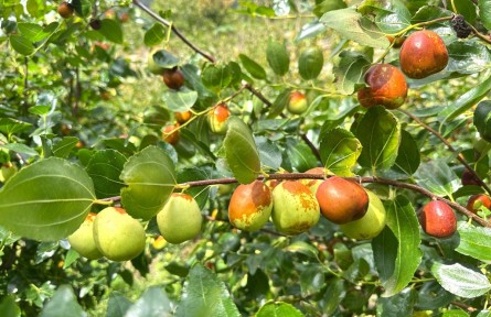 阿坝汶川:芤山大枣迎丰收 特色老果品赋能乡村增收
