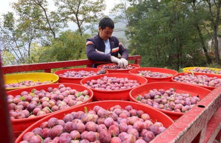 阿坝汶川:科技助农脆李甜