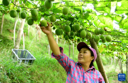 广西龙胜:又到罗汉果收获时