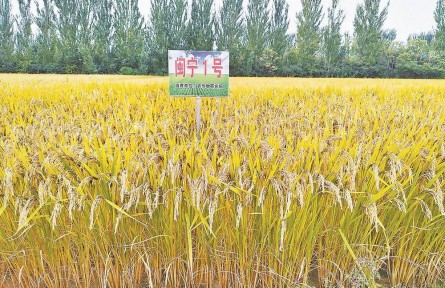 闽宁“芯”事