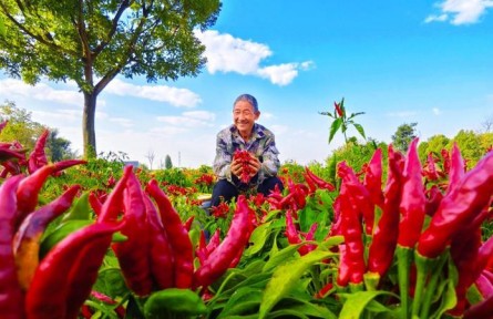 图说山西 | 小辣椒绘就致富大产业