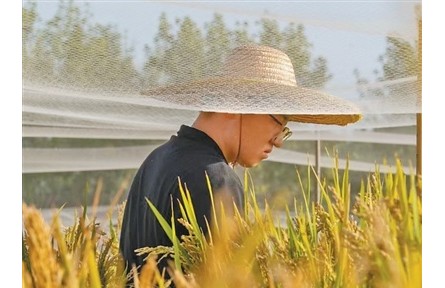 历经8代选育,耐盐碱稻如今亩产超500公斤