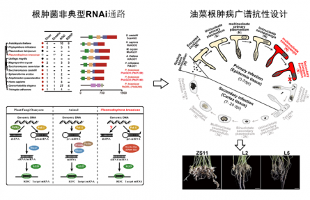 最新研究构建油菜根肿病防控新策略