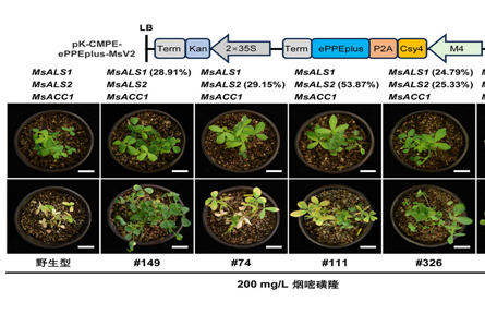 耐双除草剂紫花苜蓿新种质创制成功