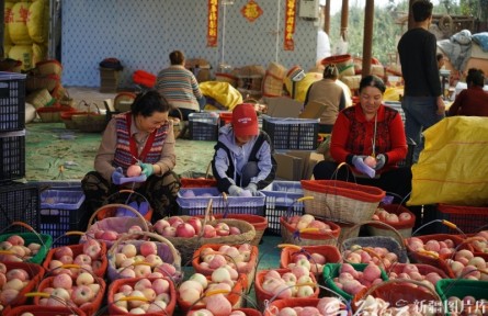 新疆阿克苏苹果进入大面积采摘期 今年预估产量近百万吨